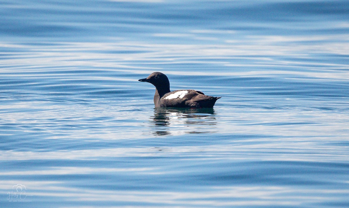 Pigeon Guillemot - ML621395272