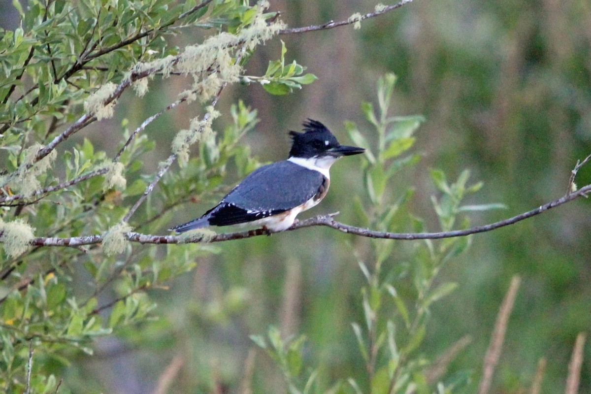 Belted Kingfisher - ML621395278