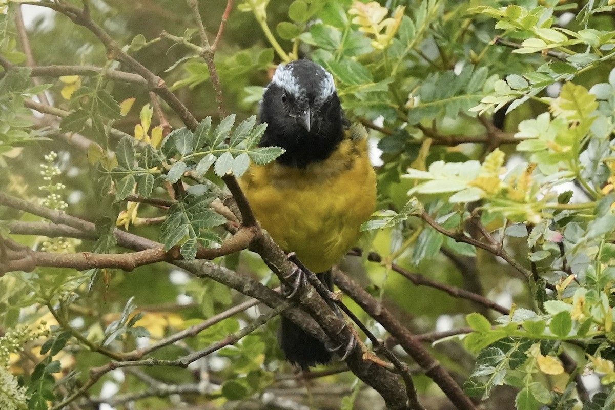 Buff-breasted Mountain Tanager (Buff-breasted) - ML621395293