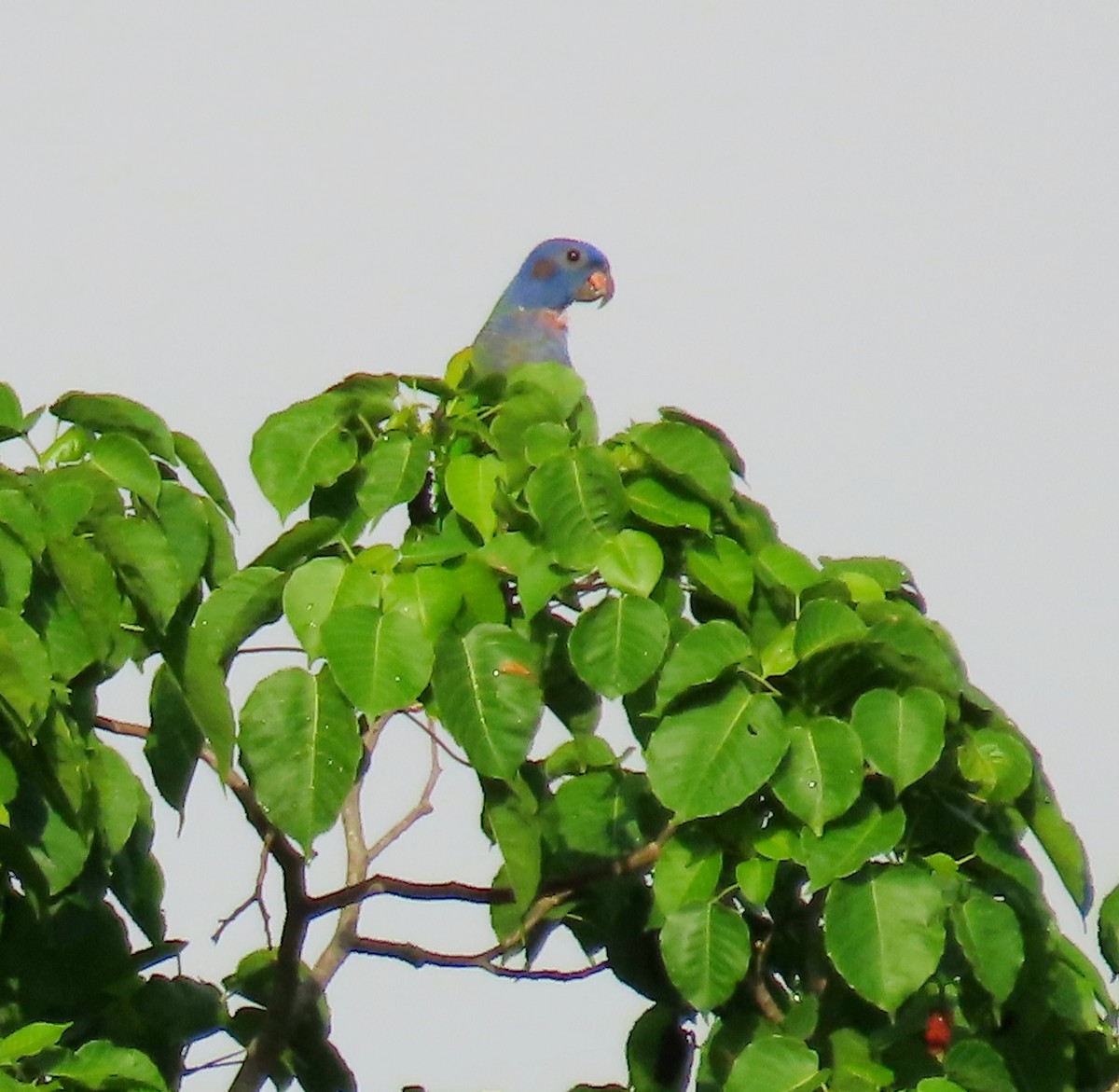 Blue-headed Parrot - ML621395364