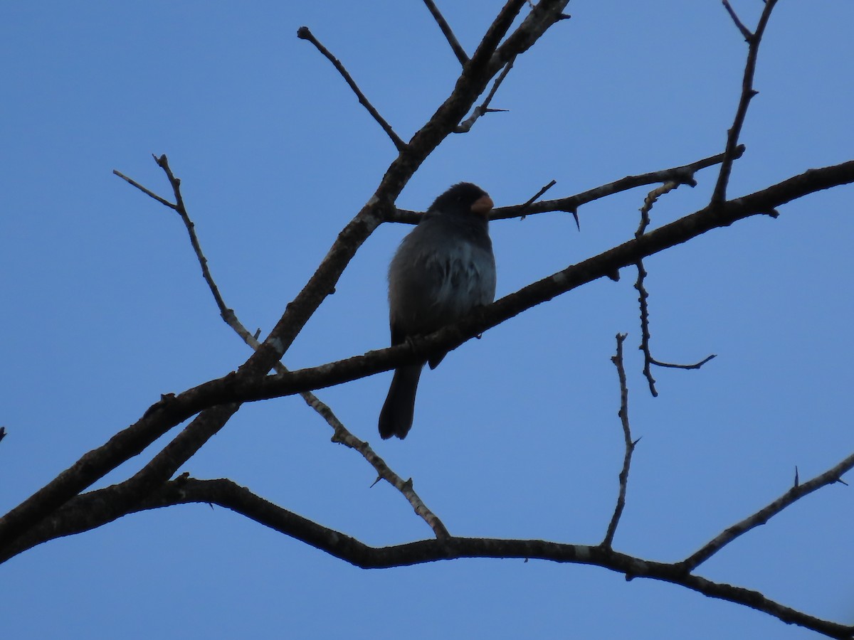 Gray Seedeater - ML621395385