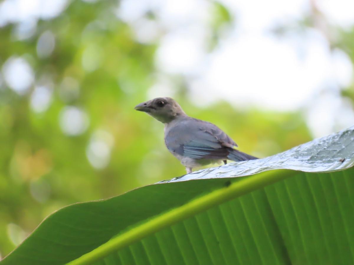 Glaucous Tanager - ML621395389