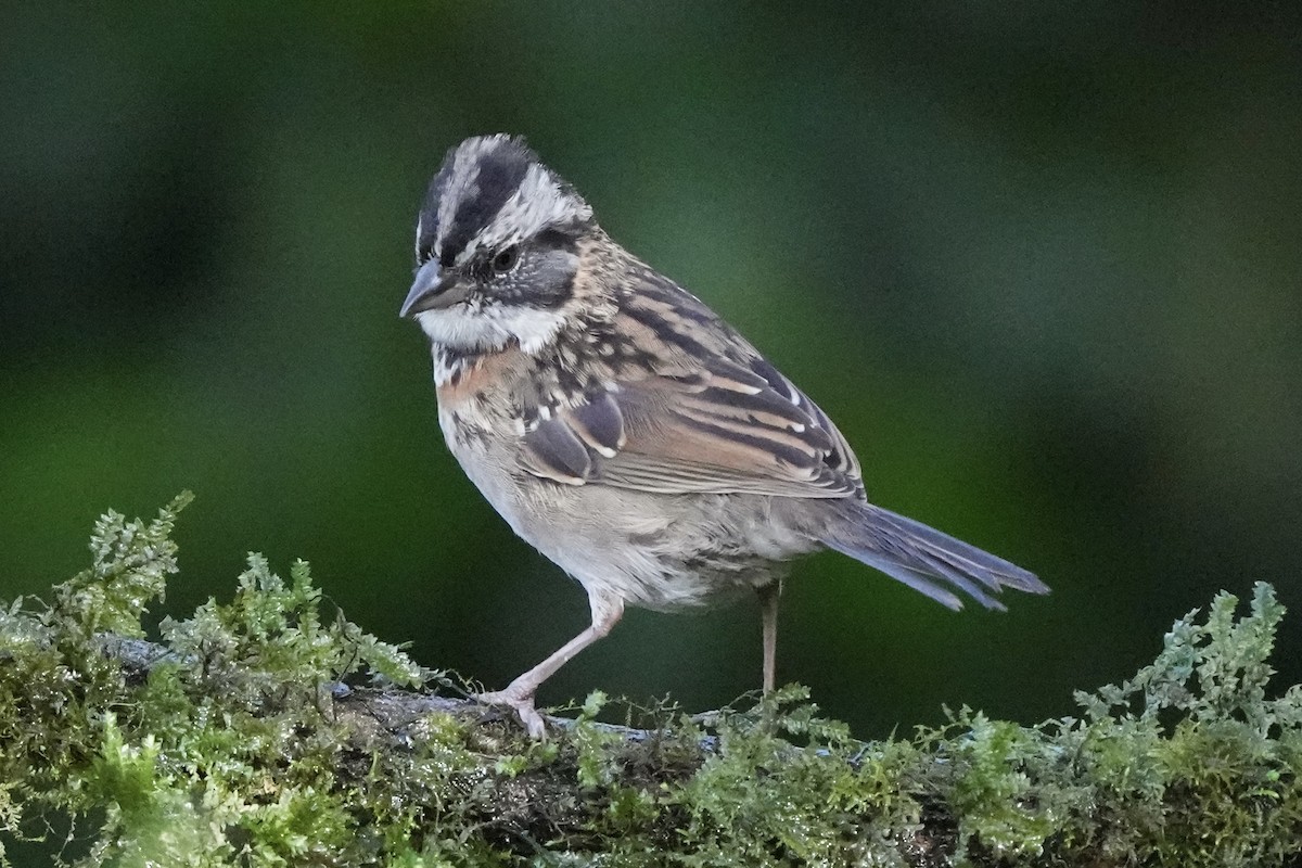 Rufous-collared Sparrow - ML621395394