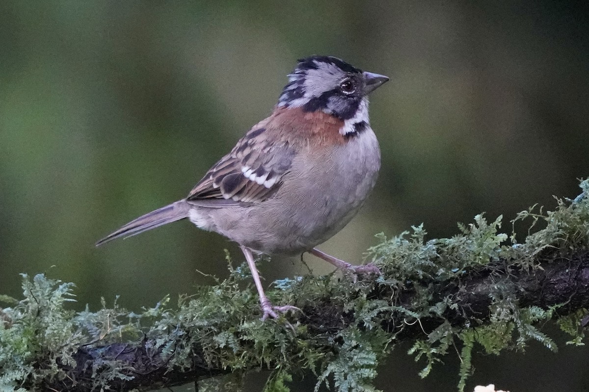 Rufous-collared Sparrow - ML621395395
