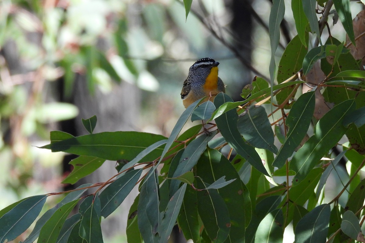 Spotted Pardalote - ML621395417