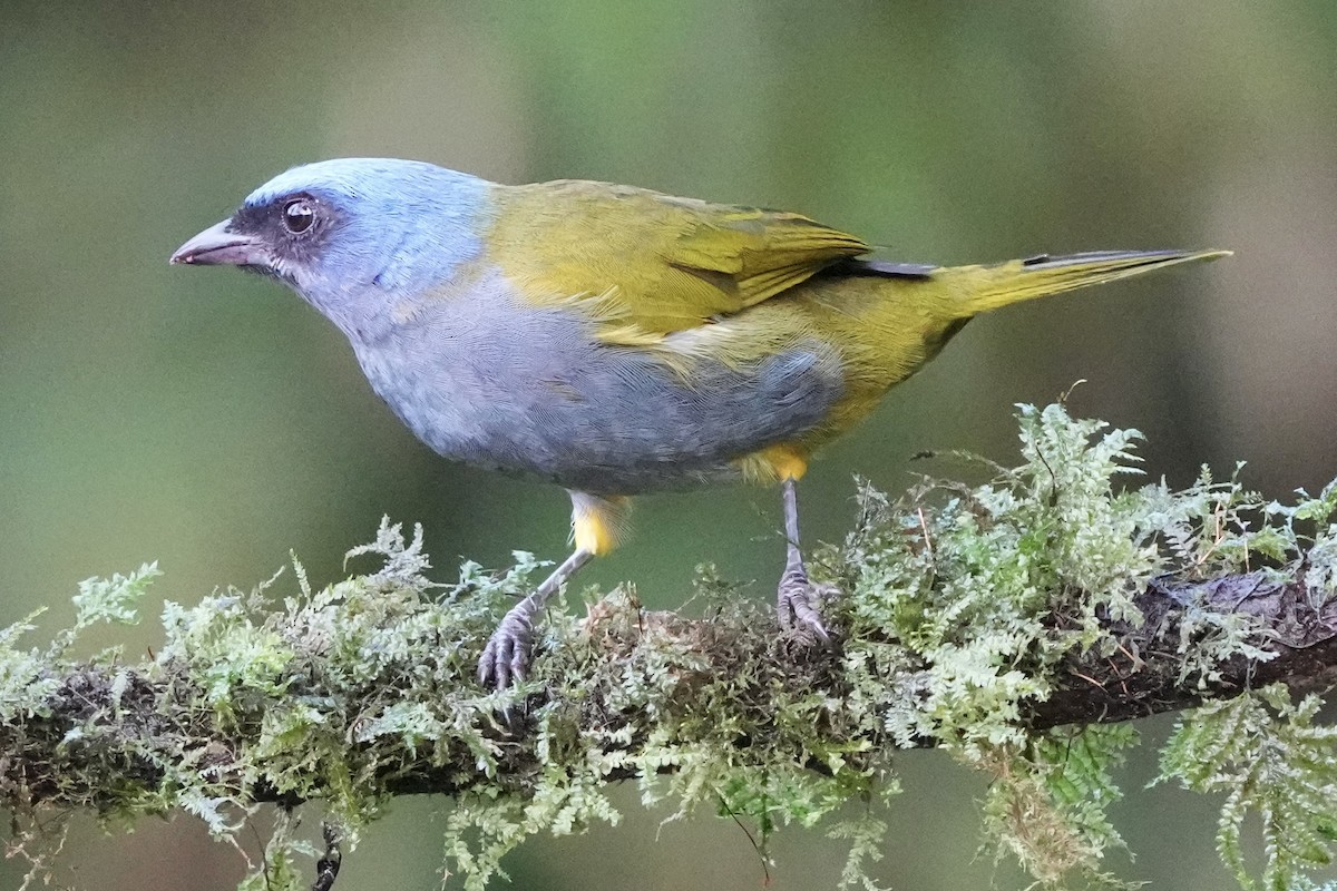 Blue-capped Tanager - ML621395422