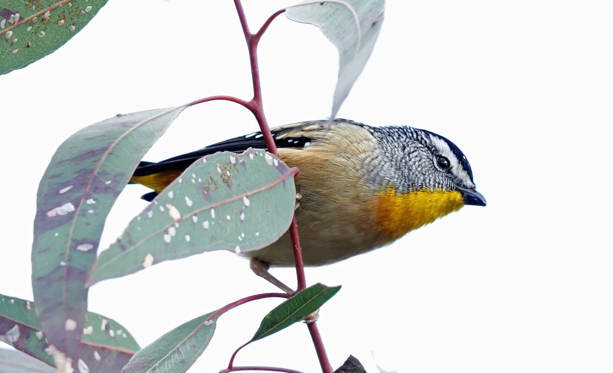 Spotted Pardalote - ML621395434