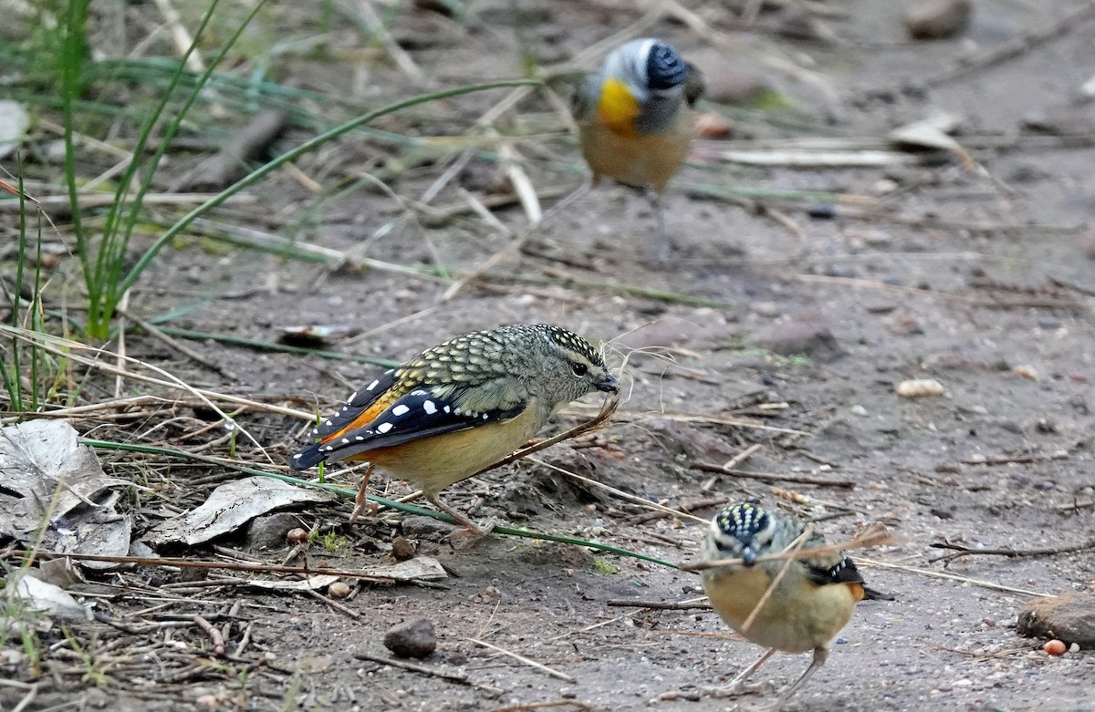 Spotted Pardalote - ML621395435