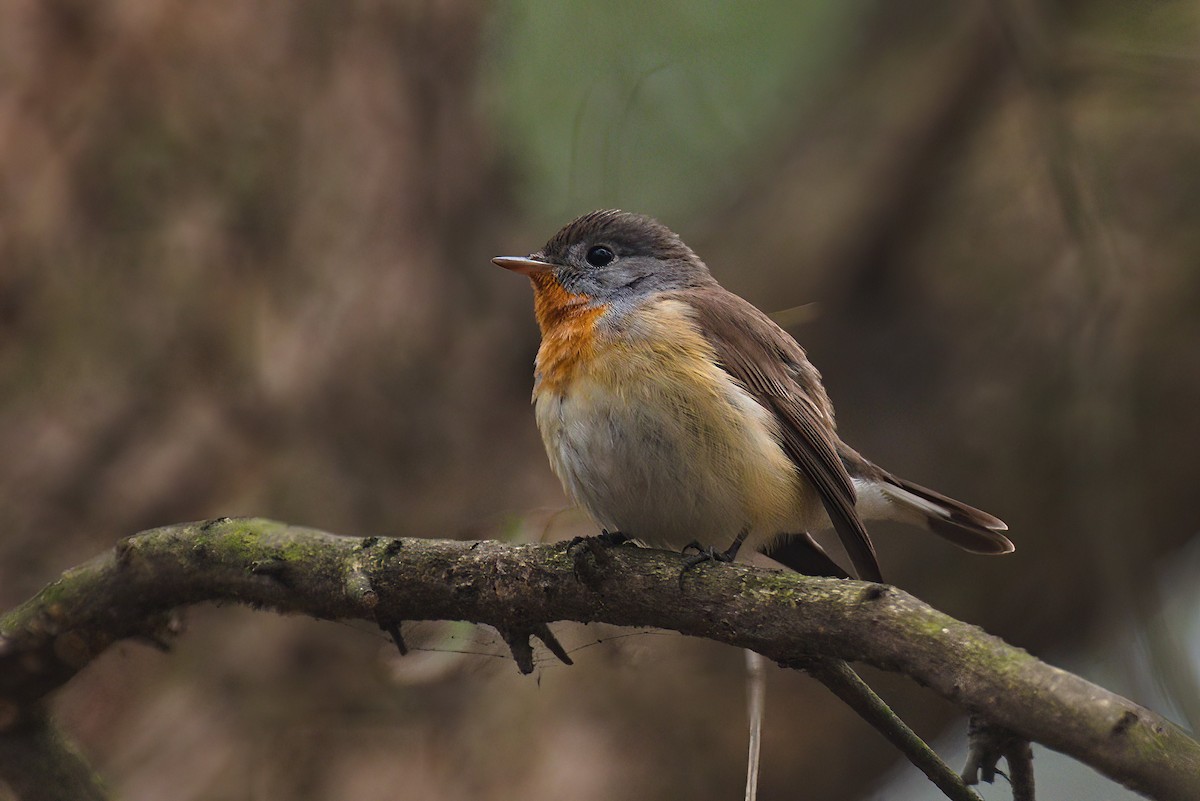 Red-breasted Flycatcher - ML621395439