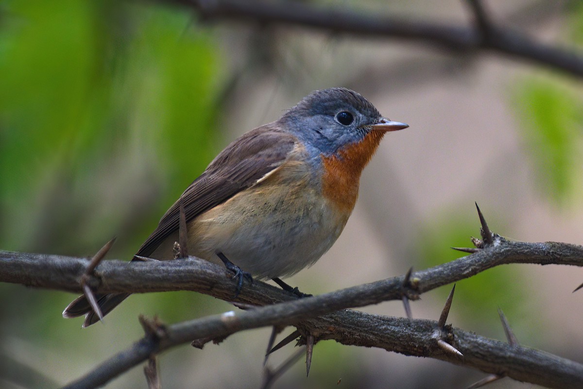 Red-breasted Flycatcher - ML621395442