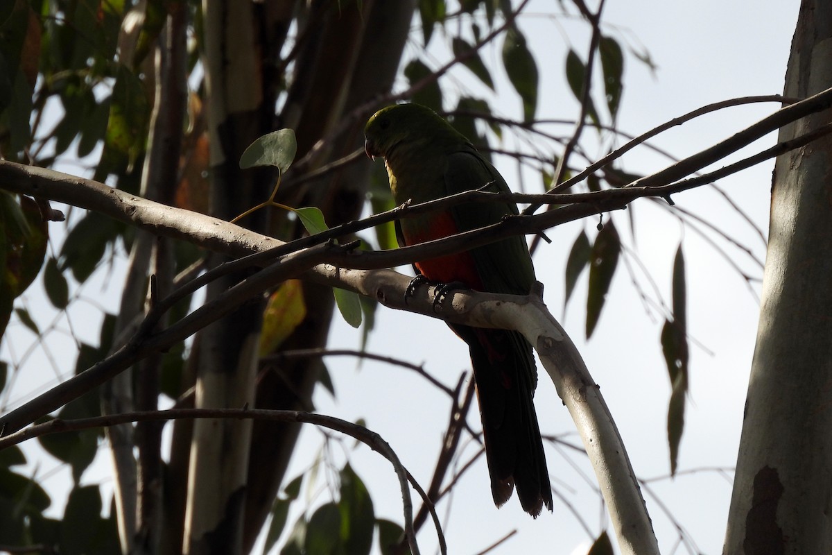 Australian King-Parrot - ML621395467