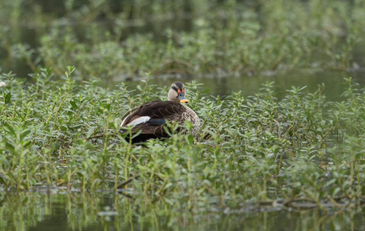 Indian Spot-billed Duck - ML621395478