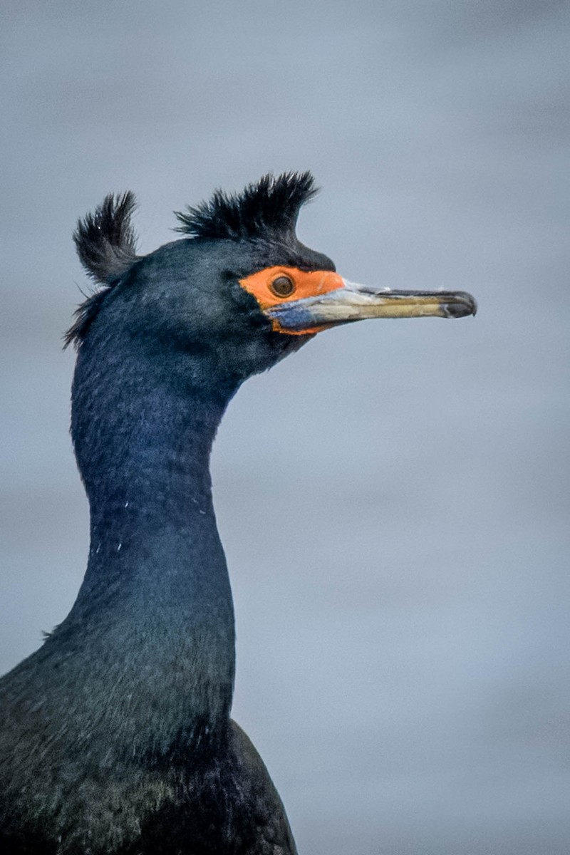 Red-faced Cormorant - ML621395492