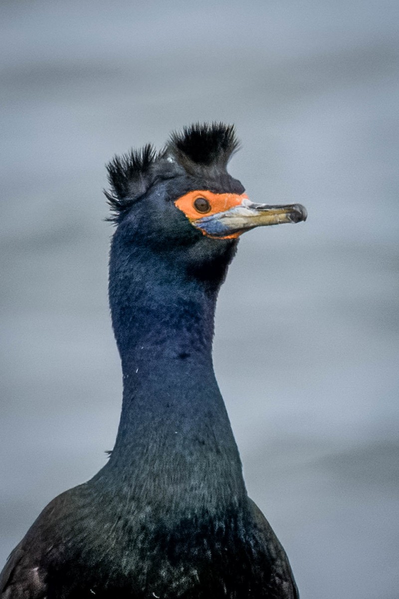 Red-faced Cormorant - ML621395494