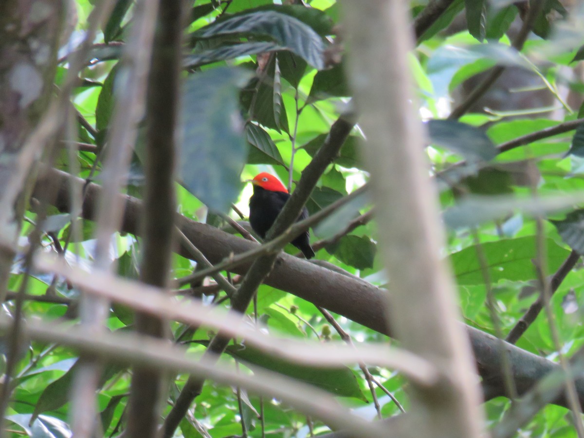 Red-capped Manakin - ML621395510