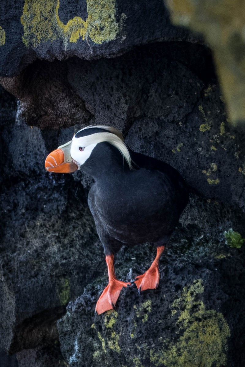 Tufted Puffin - ML621395563