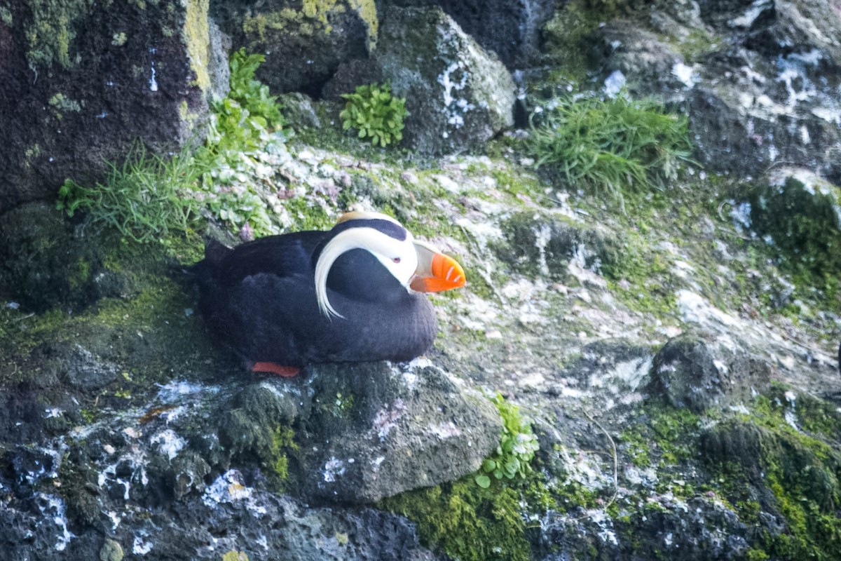 Tufted Puffin - ML621395565