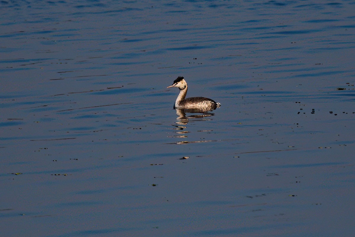 Great Crested Grebe - ML621395580