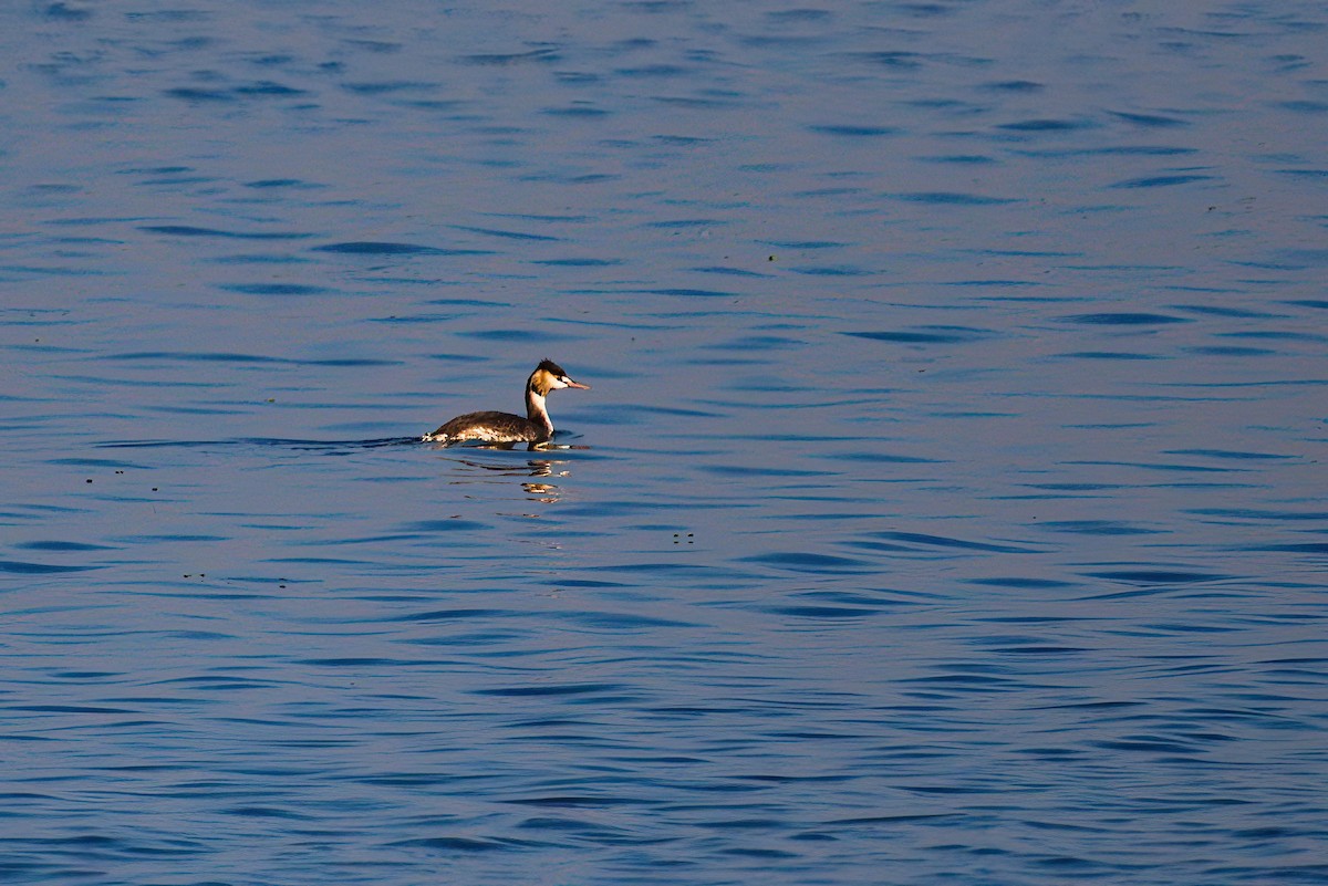 Great Crested Grebe - ML621395581