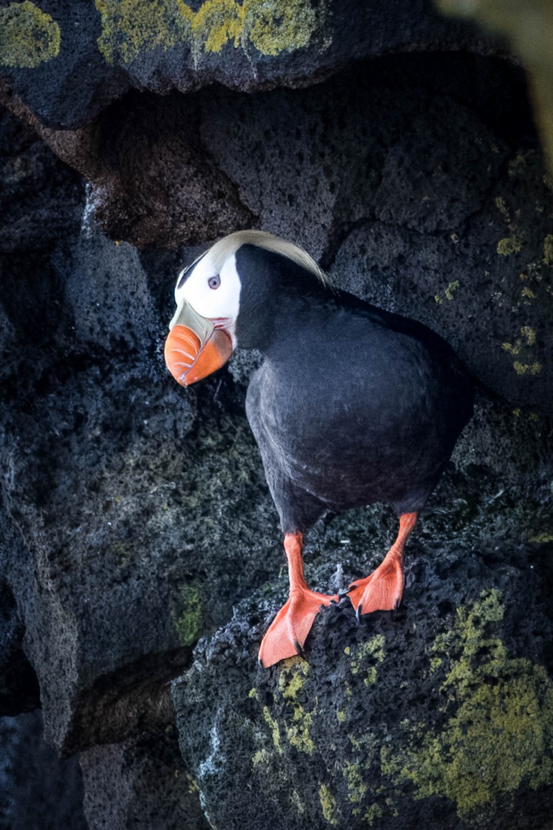 Tufted Puffin - ML621395582