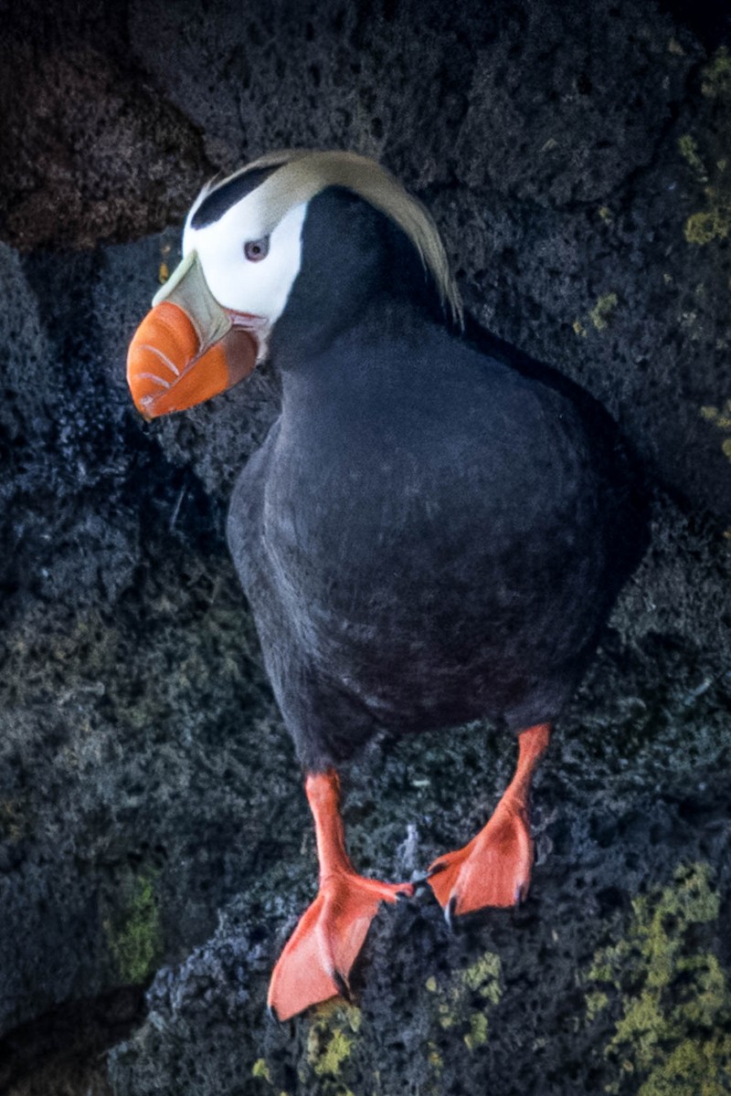 Tufted Puffin - ML621395585