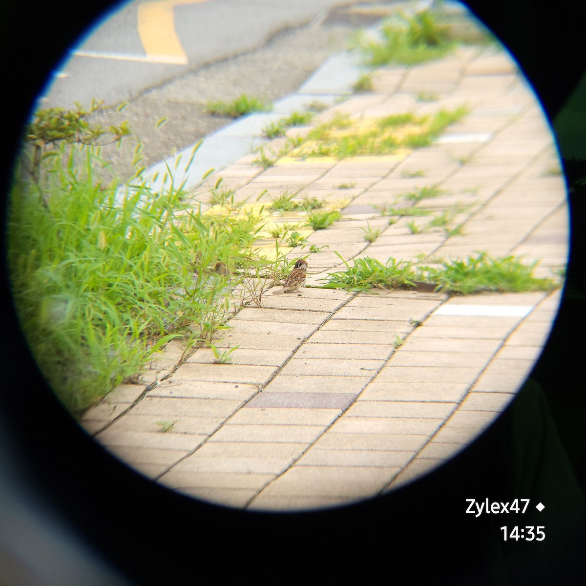 Eurasian Tree Sparrow - ML621395589