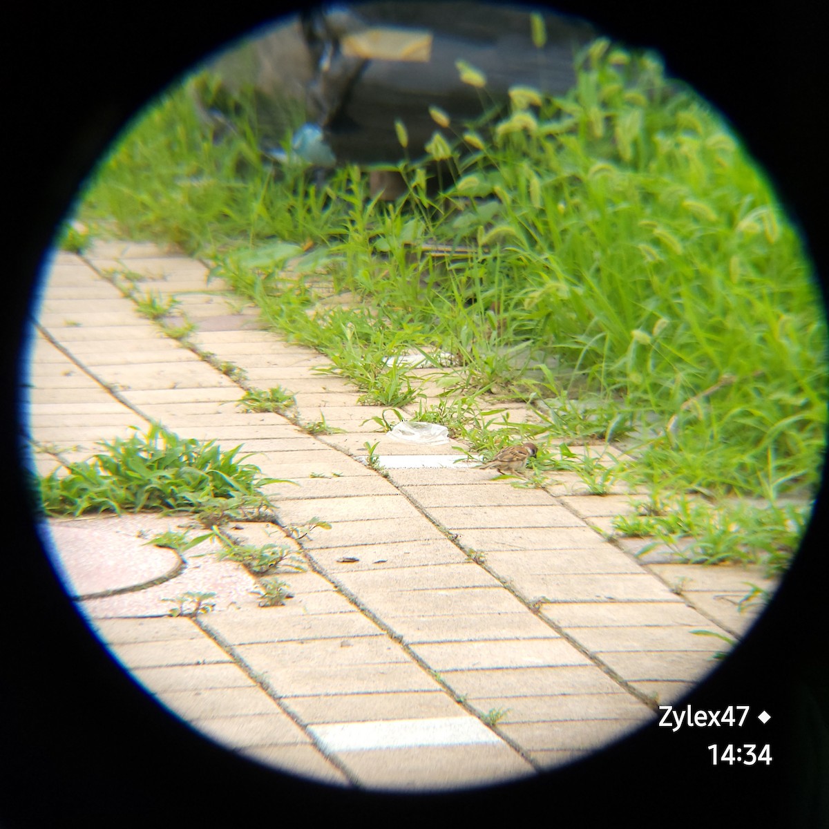 Eurasian Tree Sparrow - ML621395590