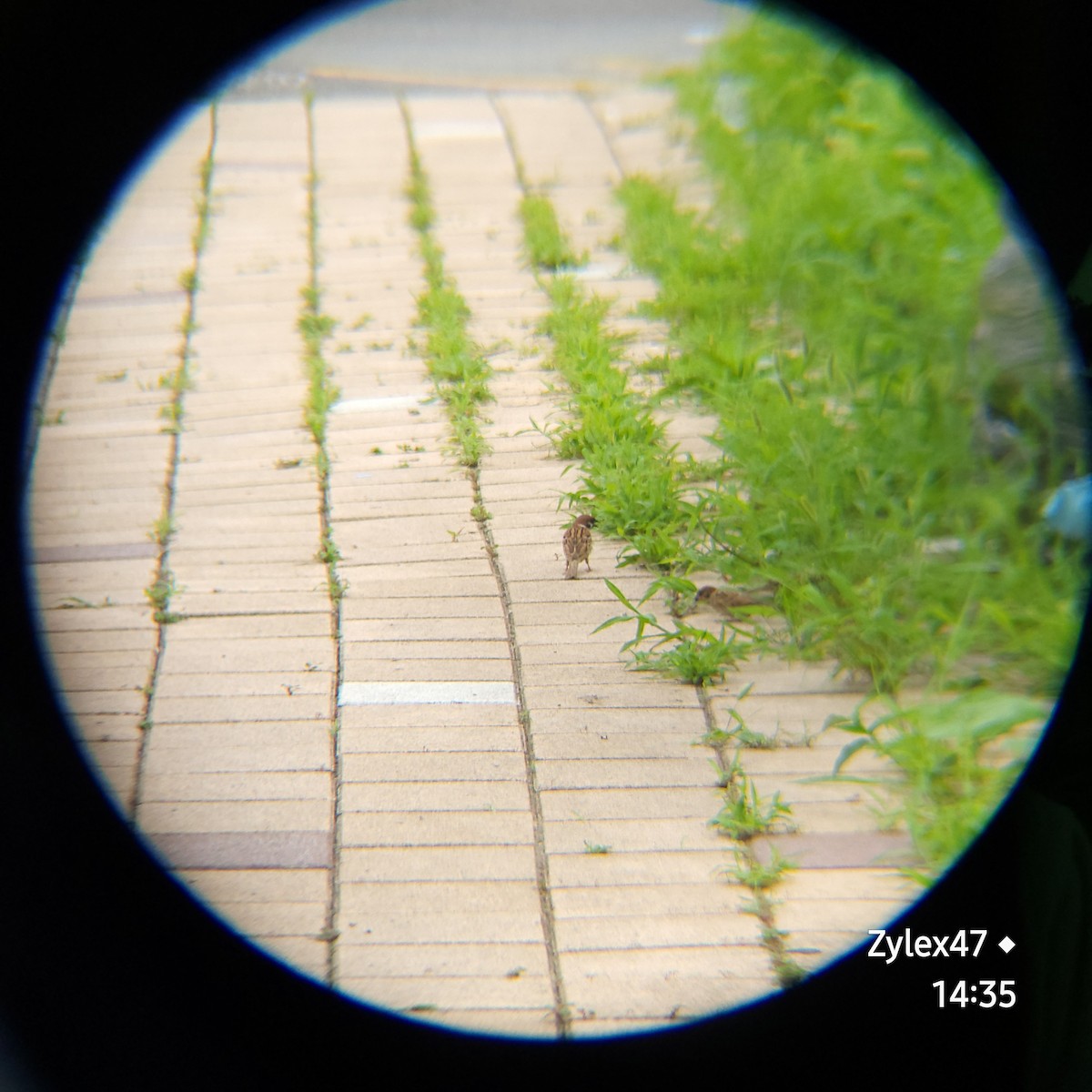 Eurasian Tree Sparrow - ML621395591