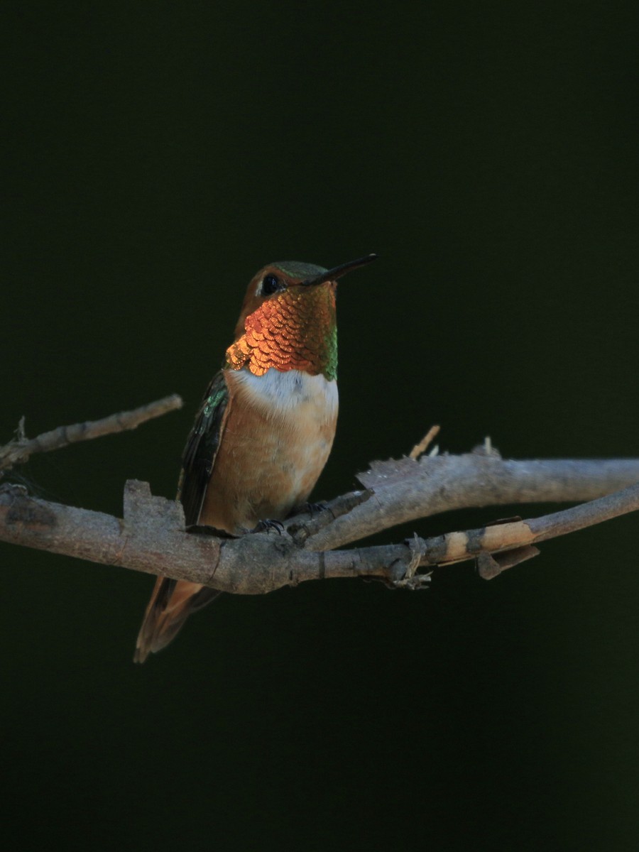 Rufous Hummingbird - ML621395597