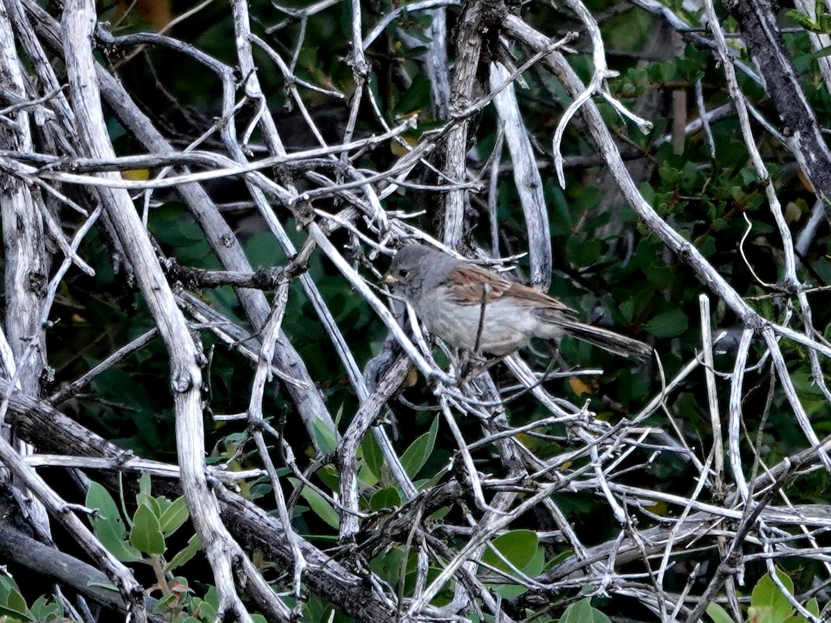 Black-chinned Sparrow - ML621395614
