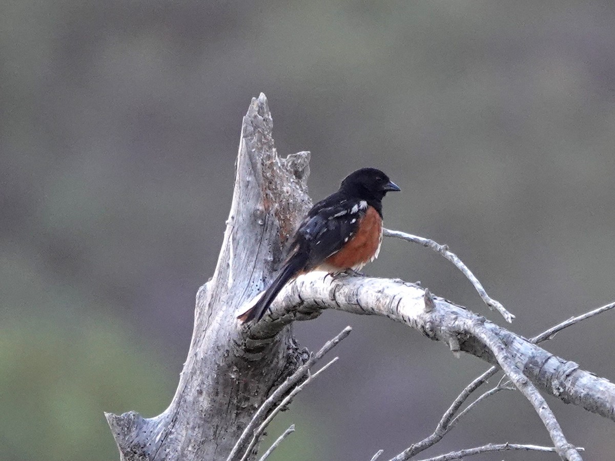 Spotted Towhee - ML621395621
