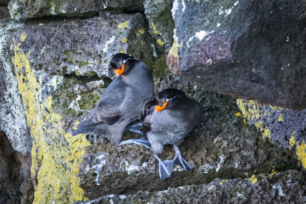 Crested Auklet - ML621395623