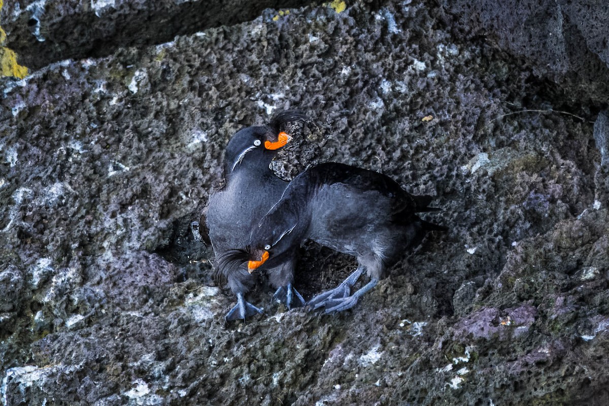 Crested Auklet - ML621395627