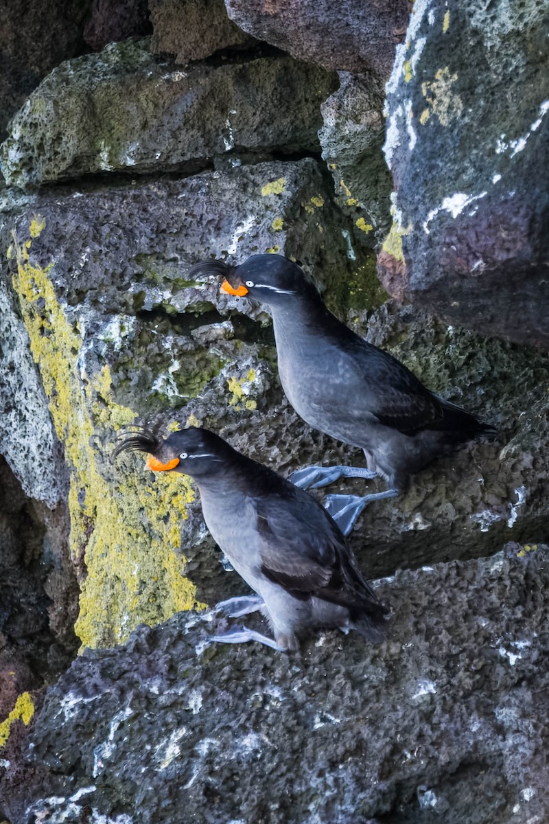 Crested Auklet - ML621395628