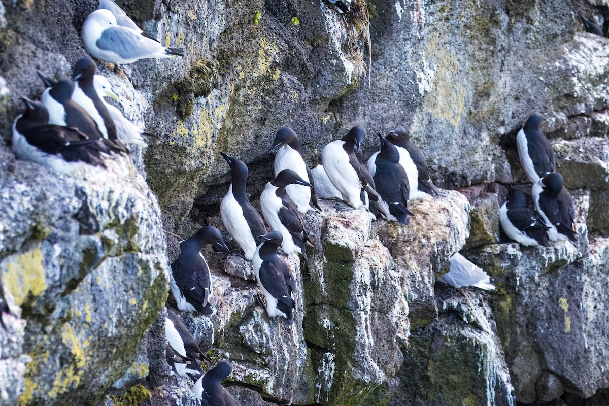 Thick-billed Murre - ML621395653