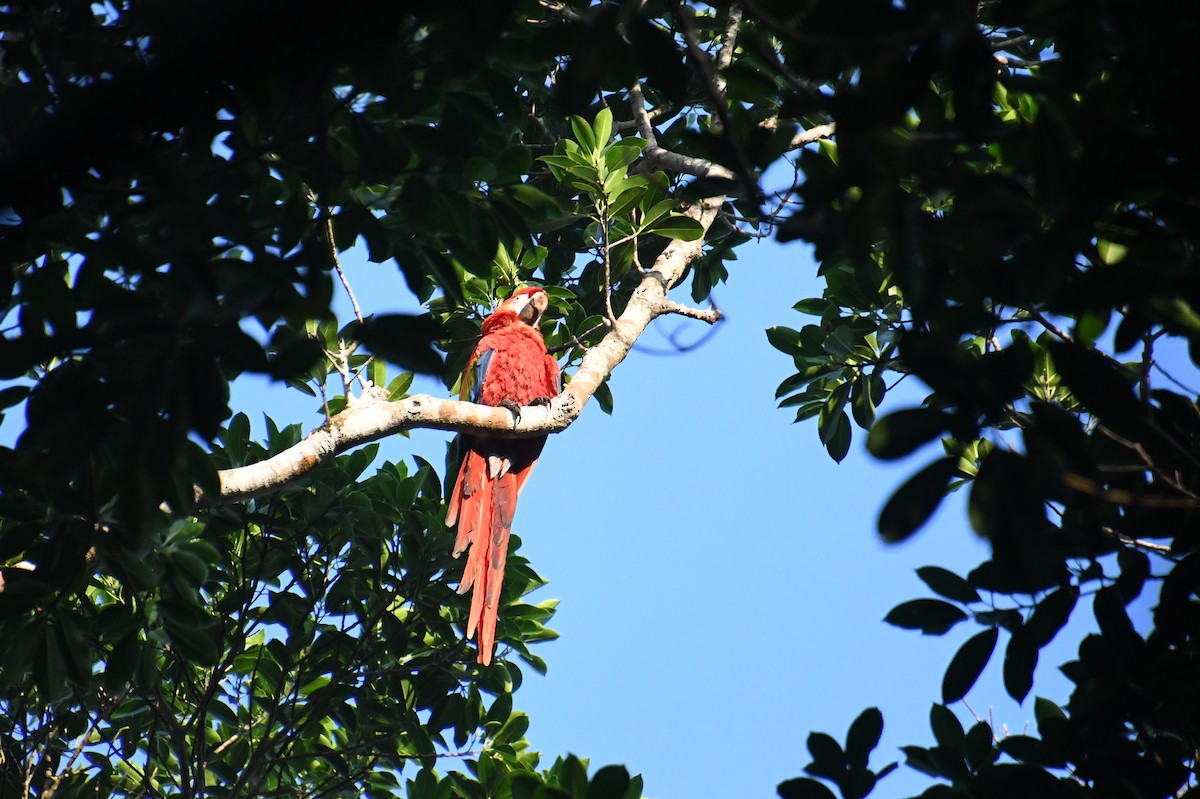 Scarlet Macaw - ML621395690