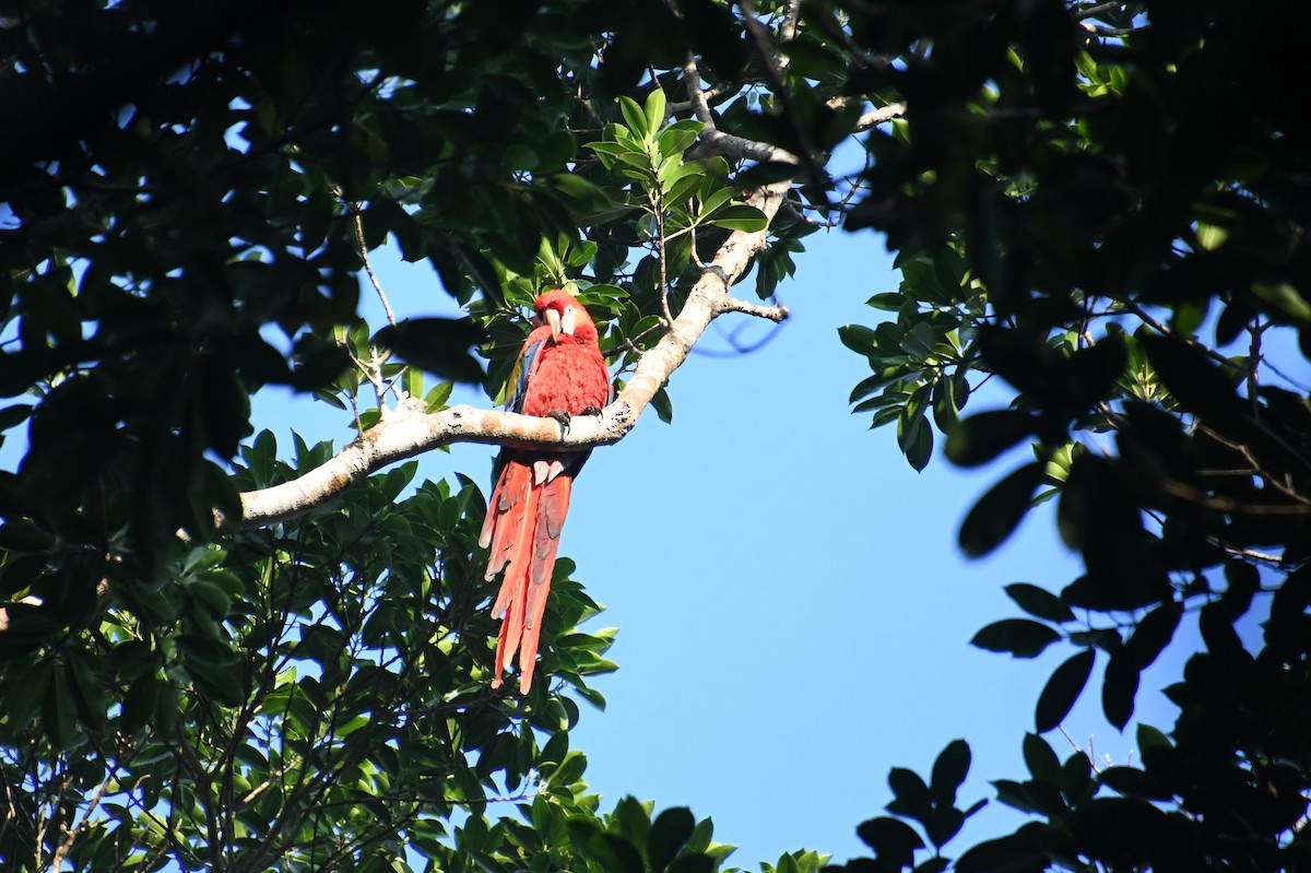 Scarlet Macaw - ML621395691