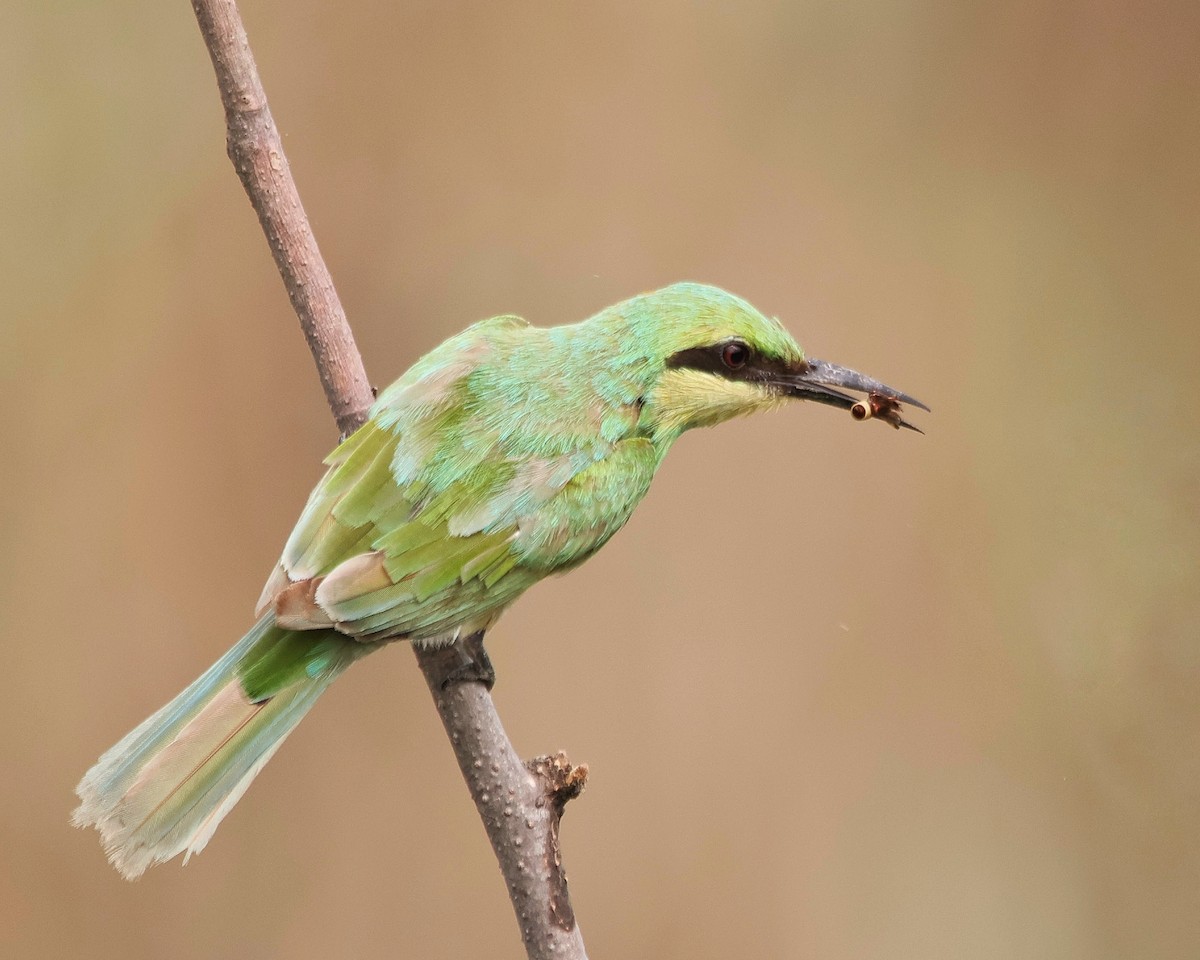 Asian Green Bee-eater - ML621395714