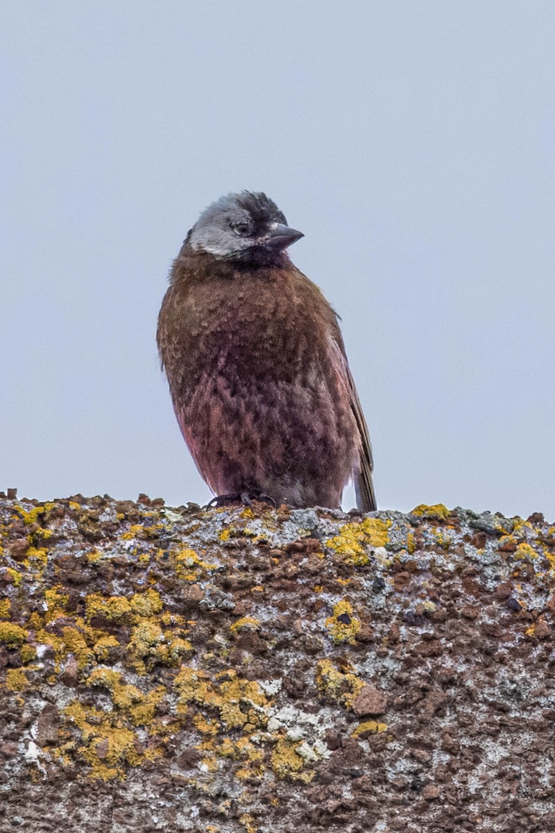 Gray-crowned Rosy-Finch (Pribilof Is.) - ML621395844