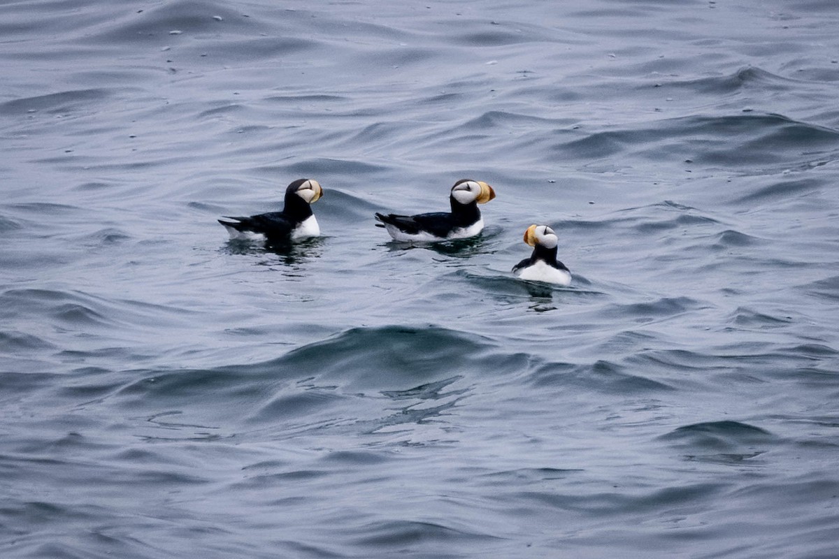 Horned Puffin - ML621395938