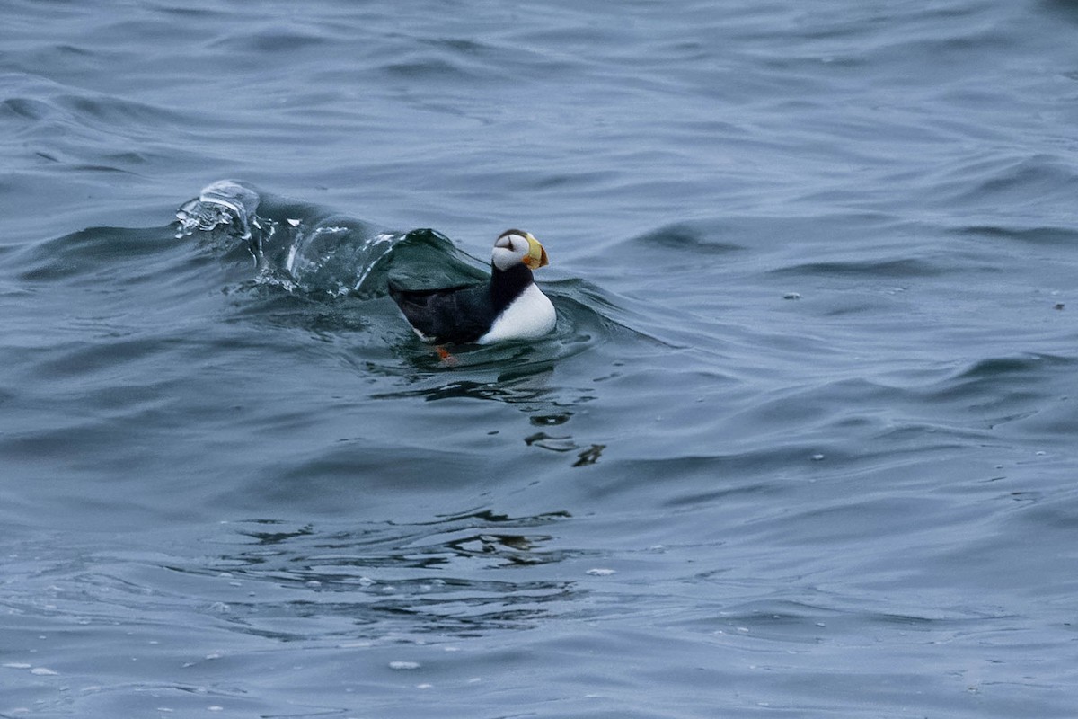 Horned Puffin - ML621395939