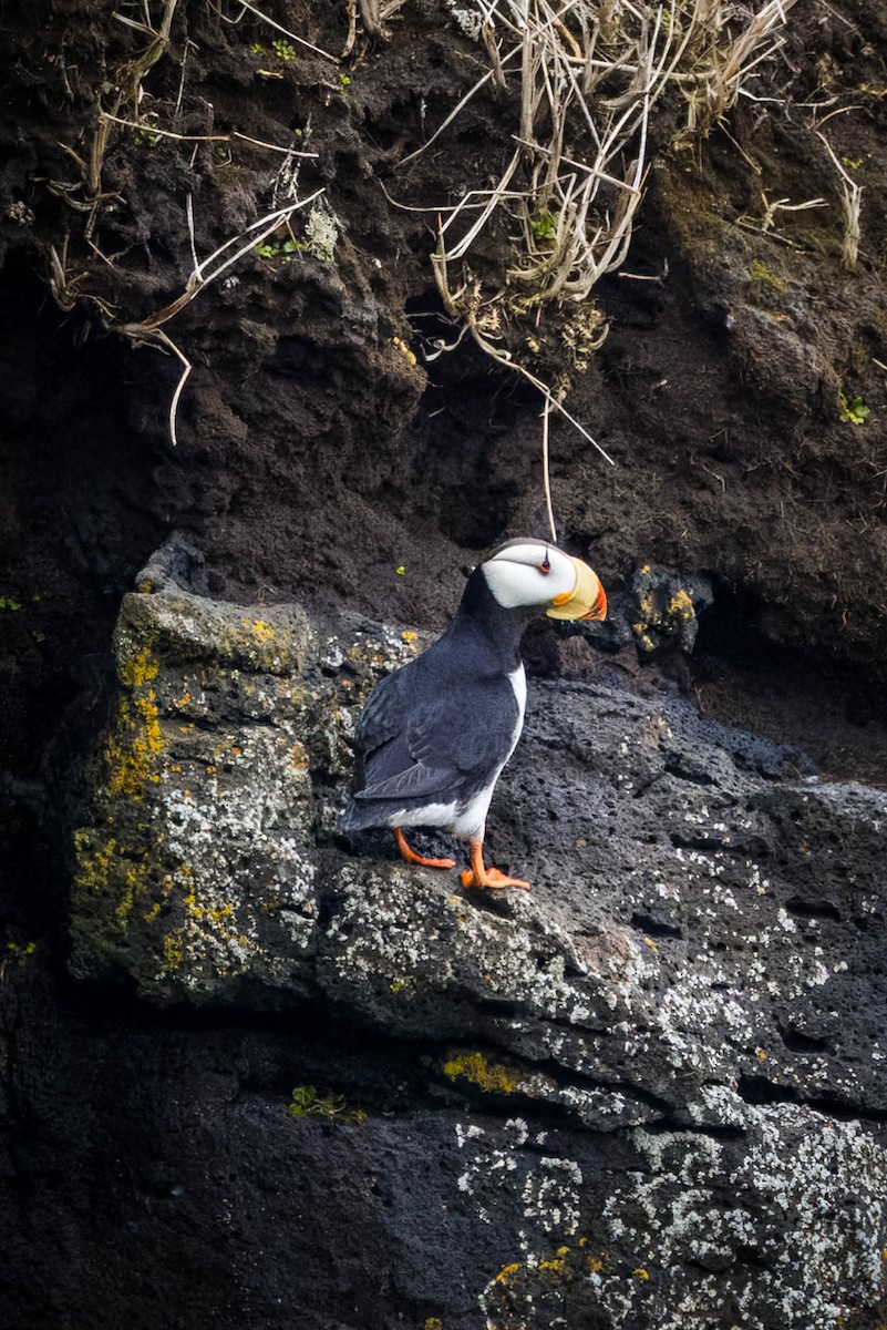 Horned Puffin - ML621395940