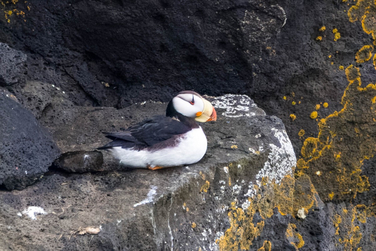 Horned Puffin - ML621395941
