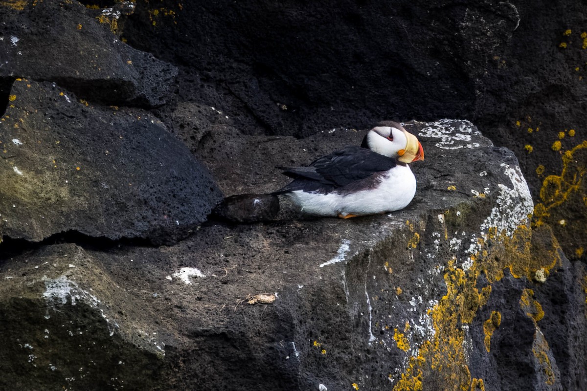 Horned Puffin - ML621395942