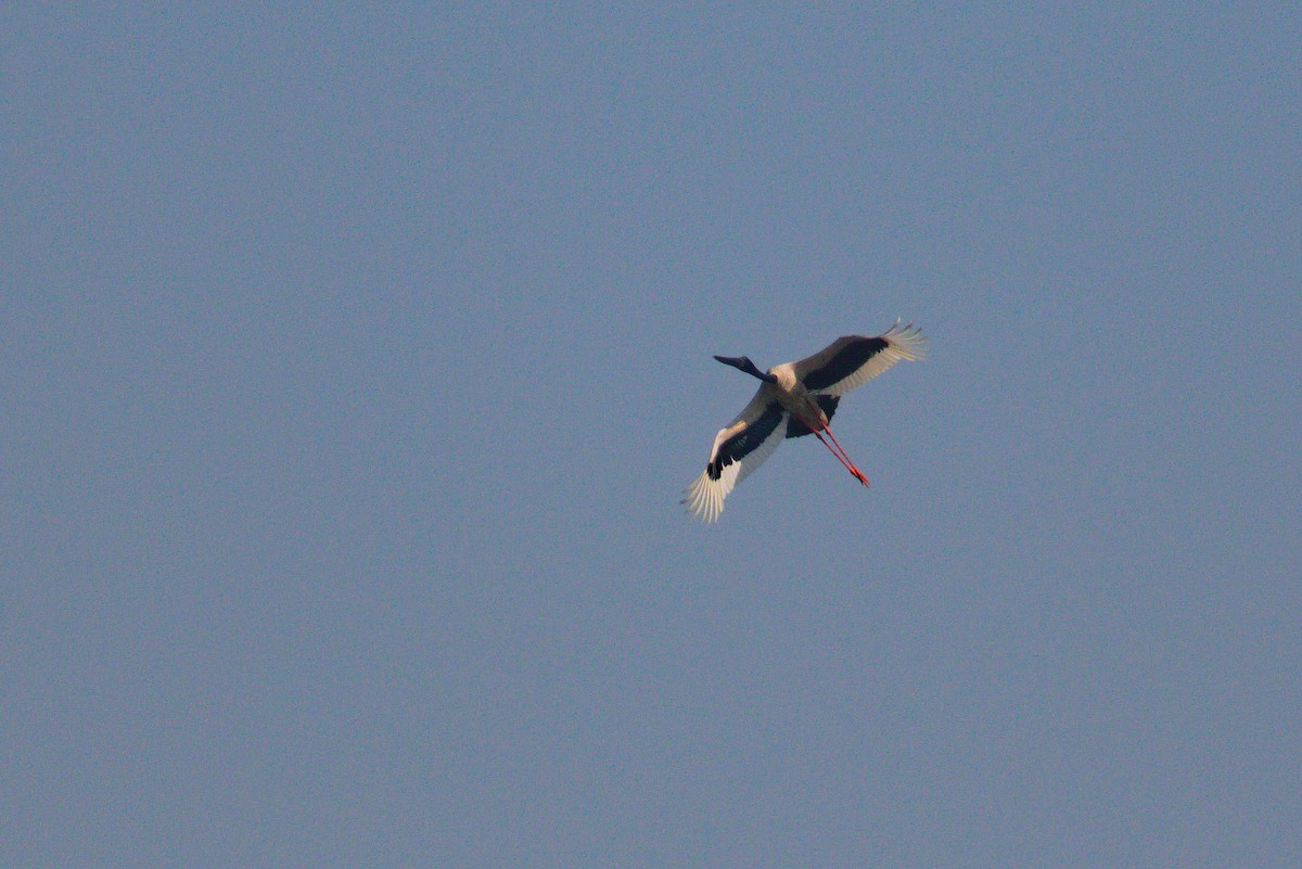 Black-necked Stork - ML621395943