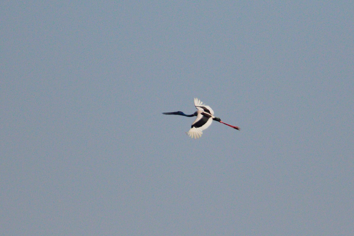 Black-necked Stork - ML621395944