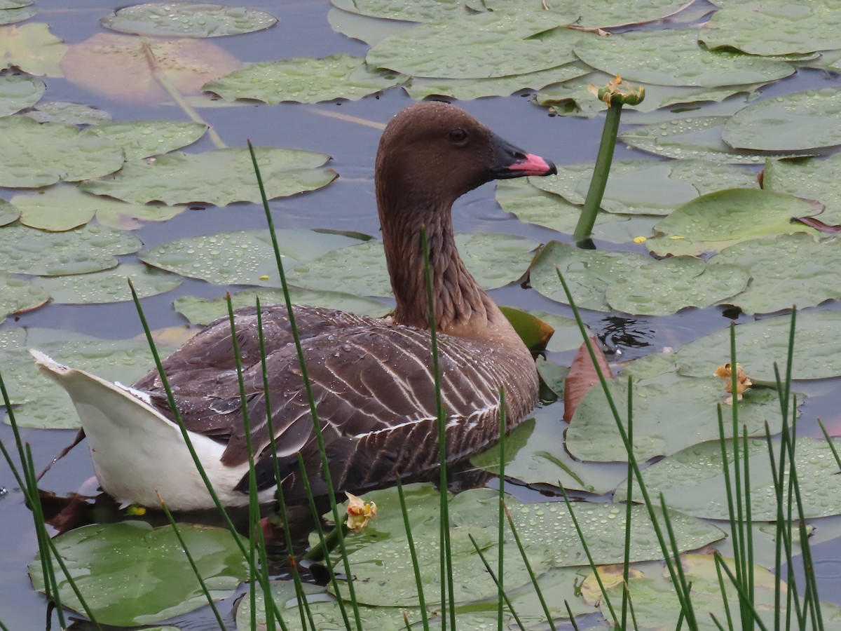 Pink-footed Goose - ML621395951