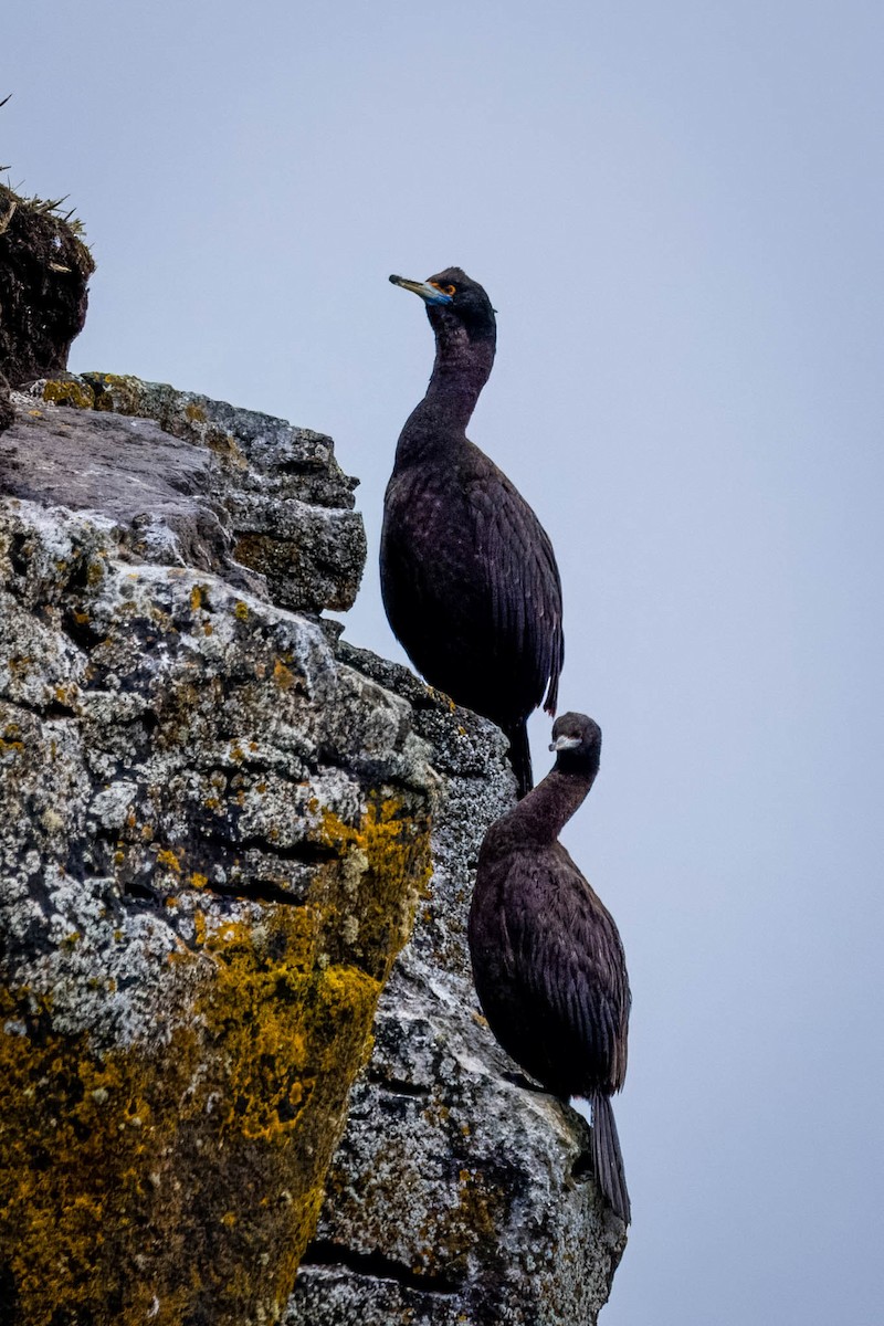 Red-faced Cormorant - ML621395963