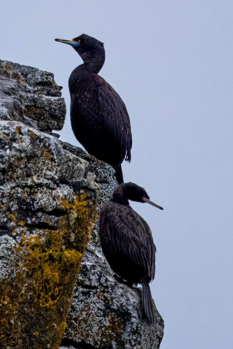 Red-faced Cormorant - ML621395967