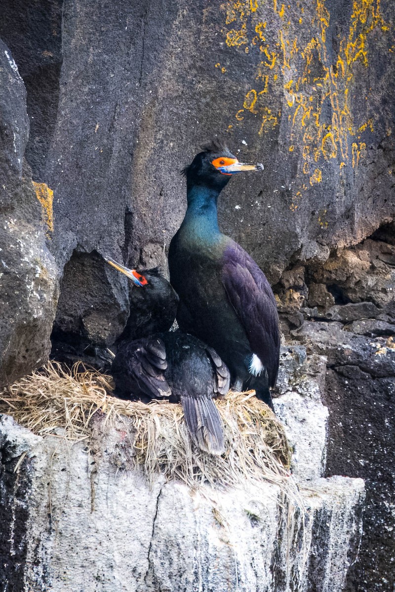 Red-faced Cormorant - ML621395969